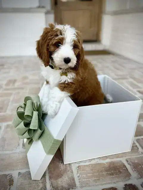 Goldendoodle puppy leaning out of gift box